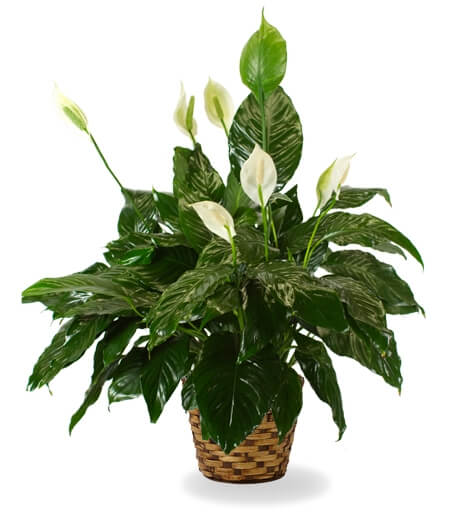 The Peace Lily